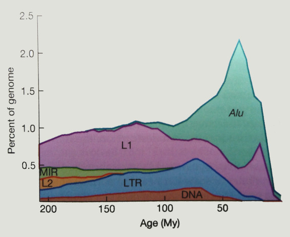 Age distribution of Transposable Elements in human genome