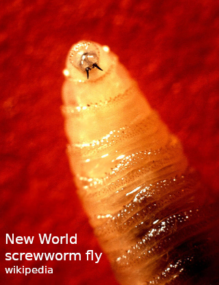 New World screwworm New World screwworm fly