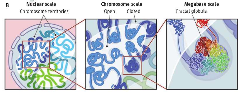 chromosome structure chromosome structure