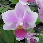 Phalaenopsis (orchid)