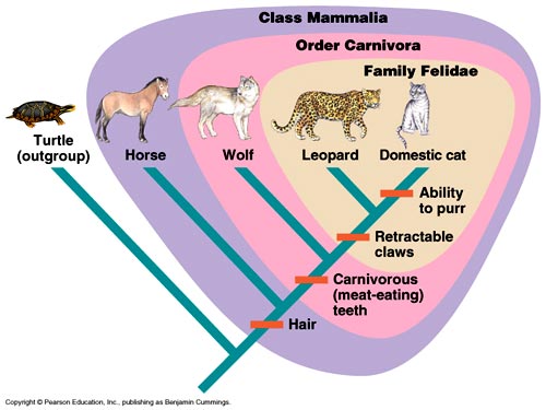 Cladistics Taxonomy