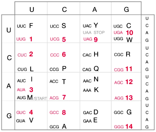 Compressed Genetic Code