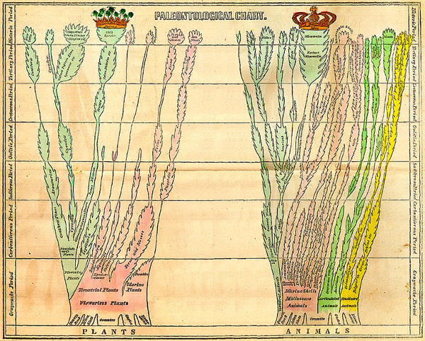 Edward Hitchcock Paleontological Chart