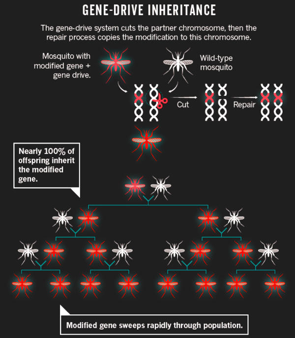 Gene drive inheritance