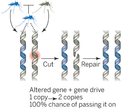 Gene drive