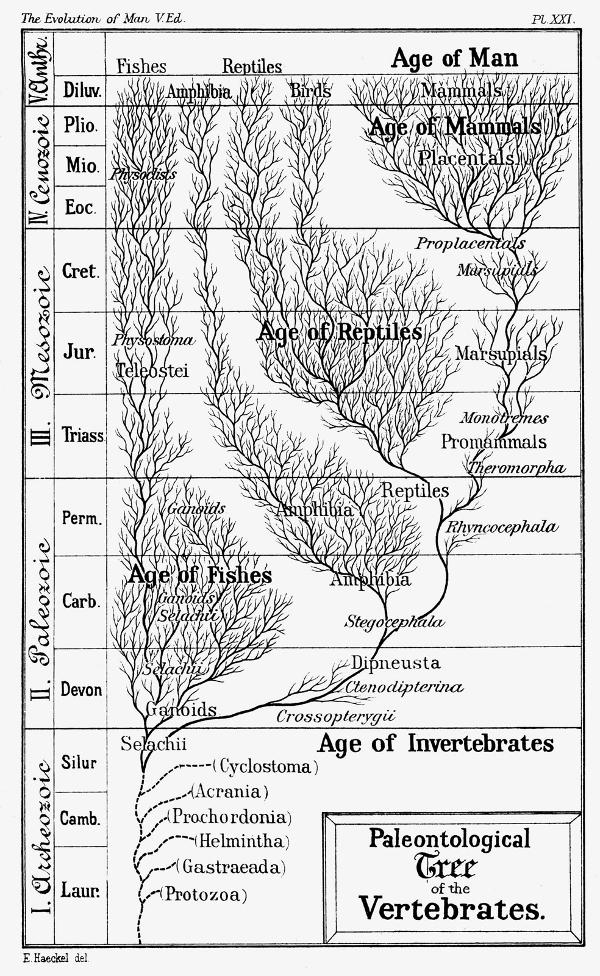 Haeckel paleontological tree