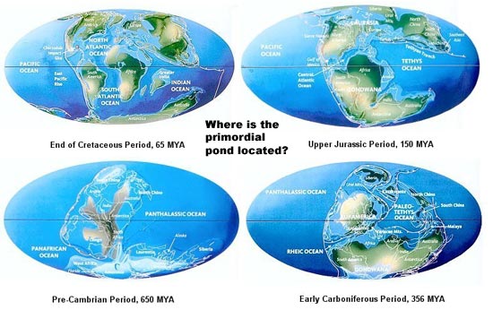 Where is the primordial pond located?
