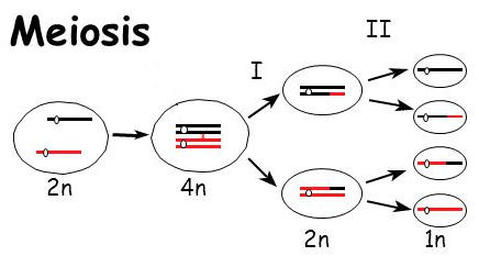 Meiosis