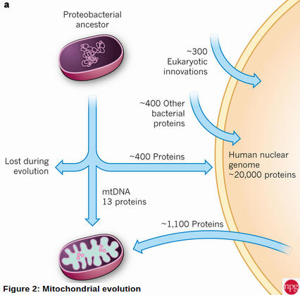 mitochondrial evolution