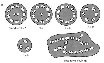 much simpler flagella in related species