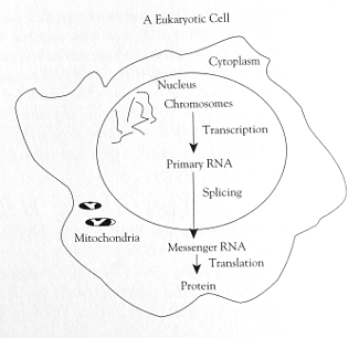 Senapathy Eukaryotic Cell