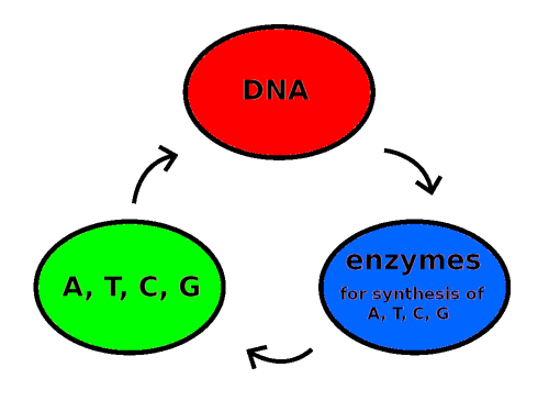 Vicious circle DNA