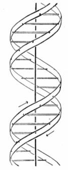 Structure of DNA Watson and Crick 1953