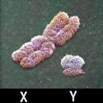 Fig. 10. XY chromosomes