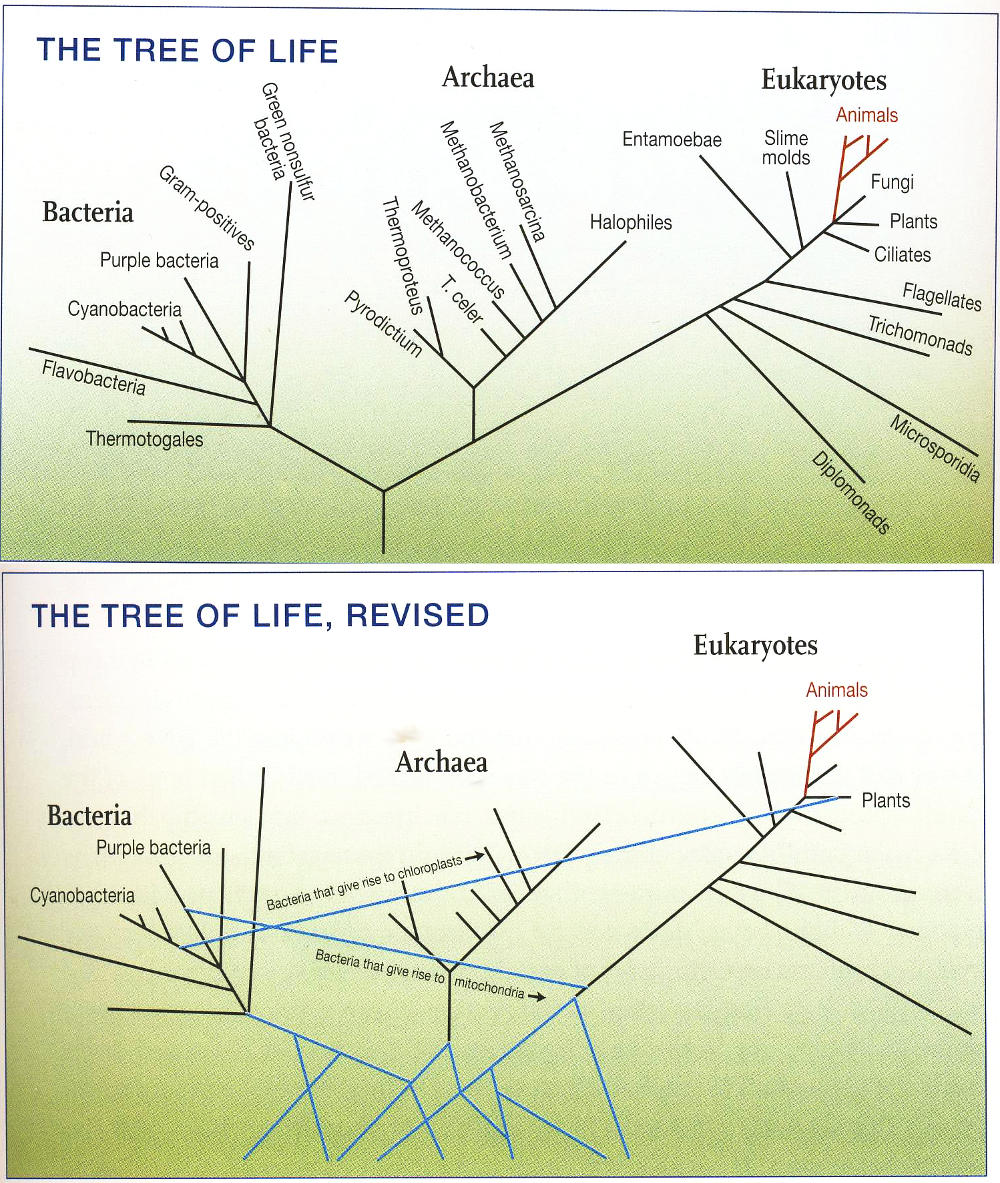 Tree of life (revised)