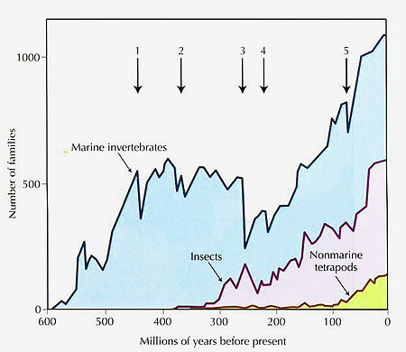 mass extinctions and recoveries
