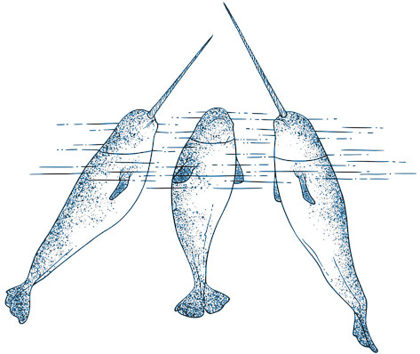 NARWHALS