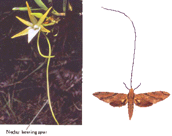 orchid moth