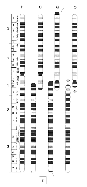 primate chromosomes