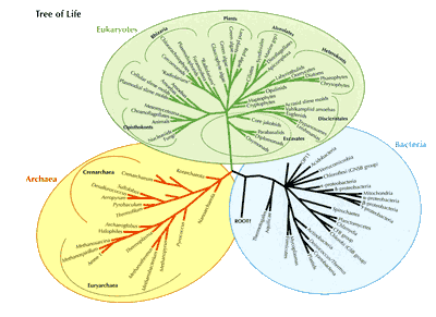 Tree of Life